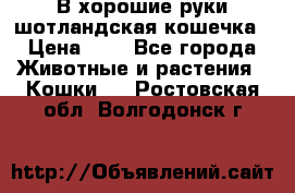 В хорошие руки шотландская кошечка › Цена ­ 7 - Все города Животные и растения » Кошки   . Ростовская обл.,Волгодонск г.